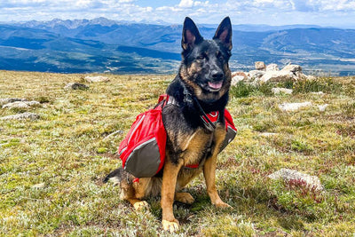 9 Best Dog Backpacks: Explore Top Picks for Your Pooch's Adventures - Dog Hugs Cat
