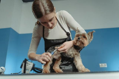 9 Best Dog Clippers: Your Ultimate Grooming Guide - Dog Hugs Cat