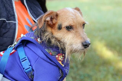 9 Best Dog Coats for All Seasons | Keep Your Pup Warm and Stylish - Dog Hugs Cat