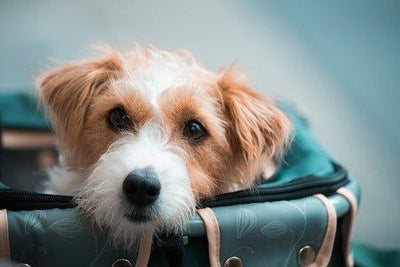 9 Best Dog Purses: Stylish and Comfortable Carriers for Your Pet - Dog Hugs Cat