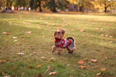 9 Best Dog Sweaters for Style and Warmth | Top Canine Sweater Picks - Dog Hugs Cat