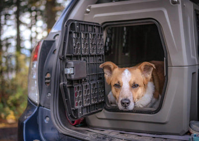 9 Best Large Dog Carriers: Spacious & Safe Travels for Big Breeds - Dog Hugs Cat
