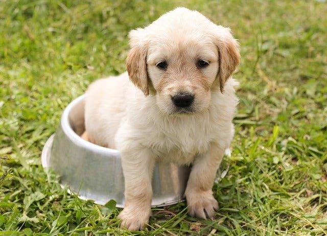 9 Best Puppy Bowls for Happy and Healthy Feeding | Top Picks 2023 - Dog Hugs Cat