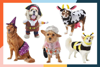 9 Best Puppy Clothing Options for Your Stylish Pet - Dog Hugs Cat