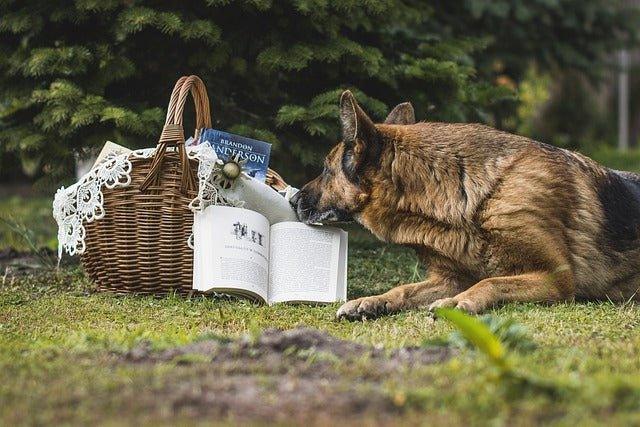 A German Shepherd's Lifespan: Everything You Need to Know - Dog Hugs Cat