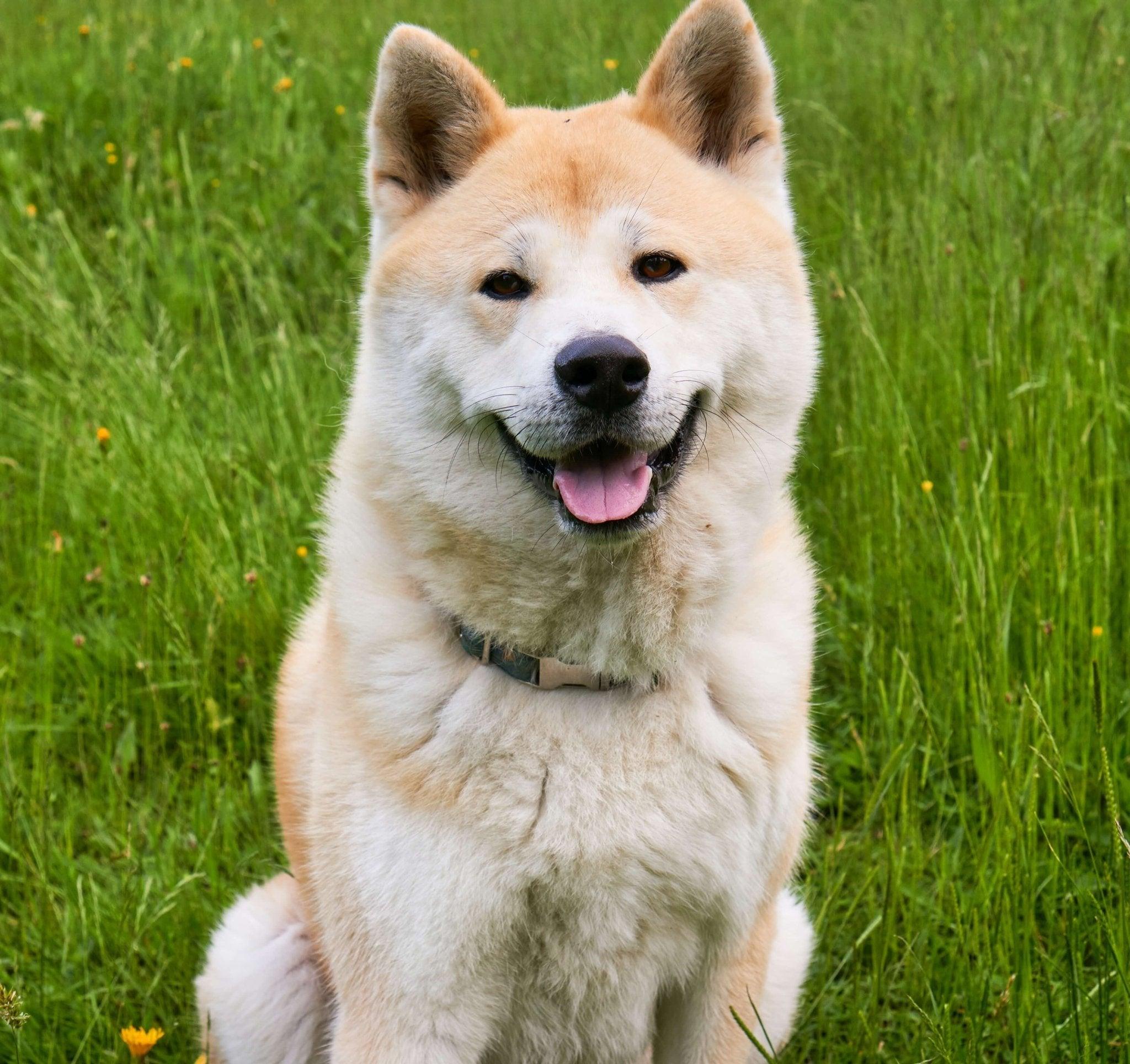 Akitas: Unveiling the Majestic Japanese Breed's Traits and History - Dog Hugs Cat