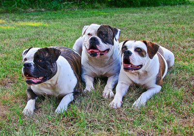 American Bulldogs: A Comprehensive Guide to this Beloved Breed - Dog Hugs Cat