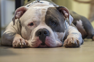 American Bullies: Unveiling the Strength, Loyalty, and Love - Dog Hugs Cat