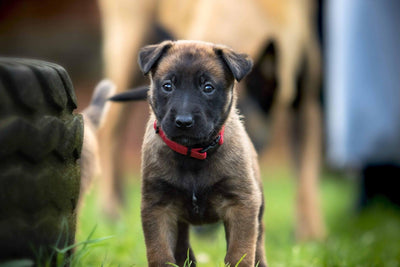 Anatolian Shepherd: Guide, Care, and Unique Traits for New Owners - Dog Hugs Cat
