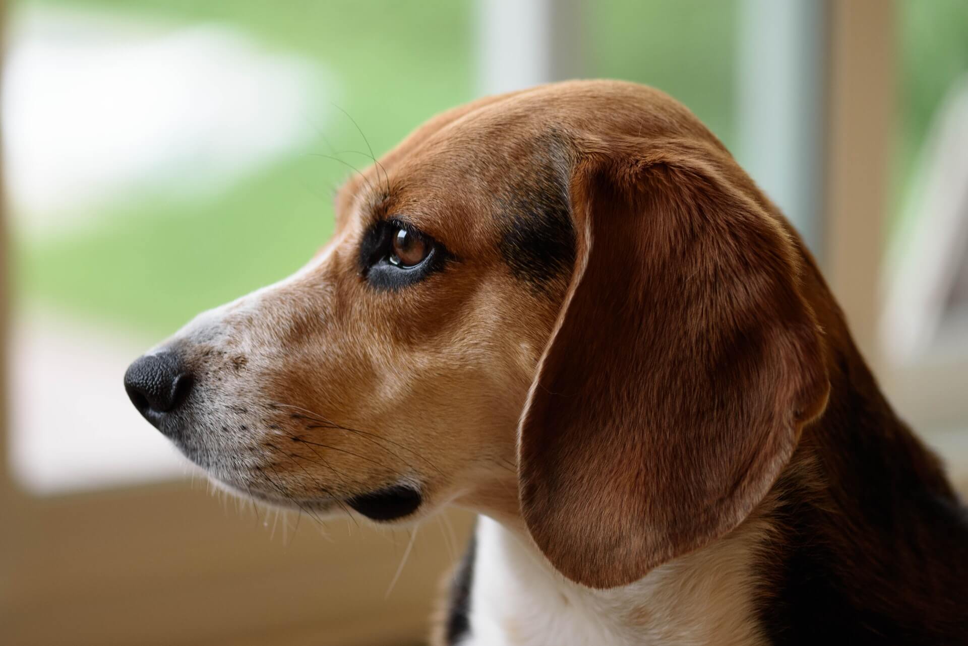 Are Beagles Hypoallergenic? Unveiling the Truth About Beagle Allergies - Dog Hugs Cat