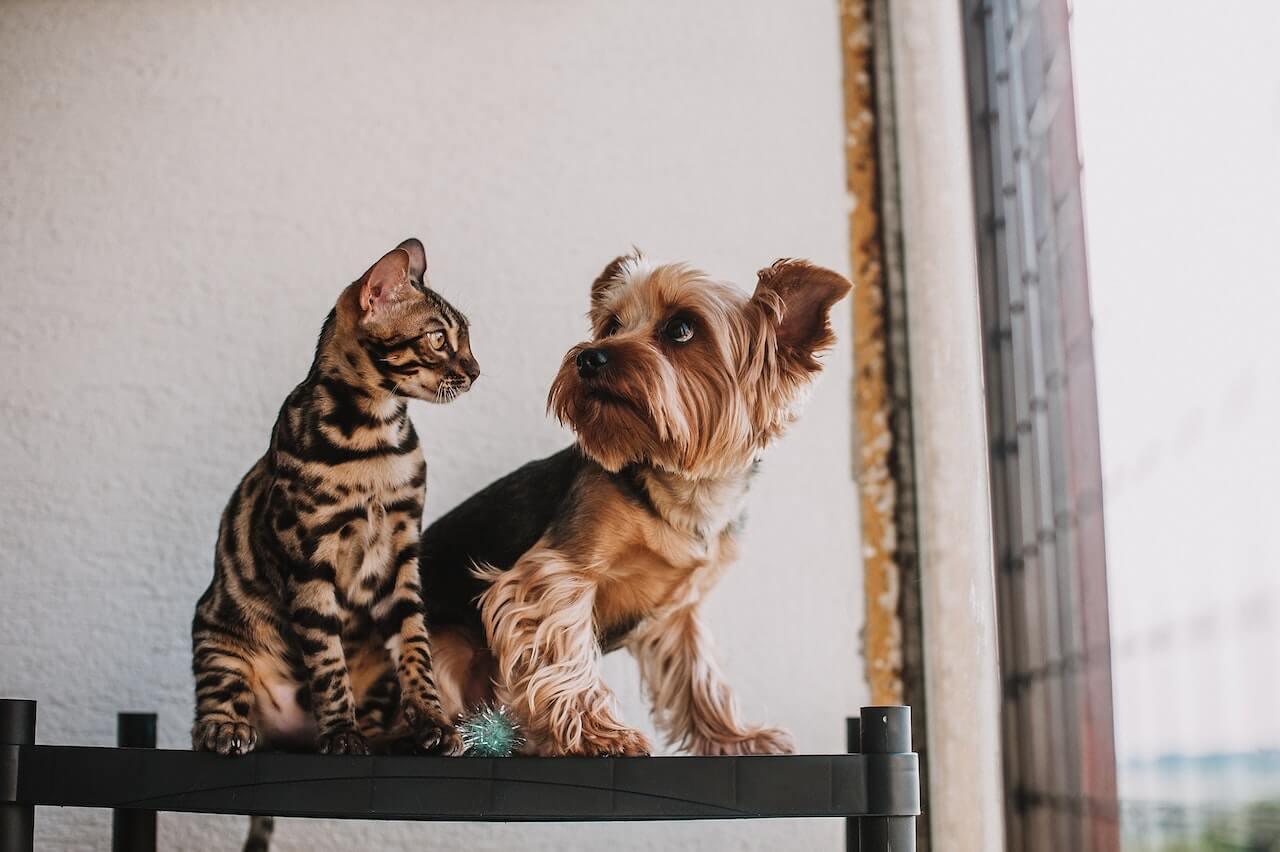 Are Cats Smarter Than Dogs? Debunking the Age-Old Debate - Dog Hugs Cat