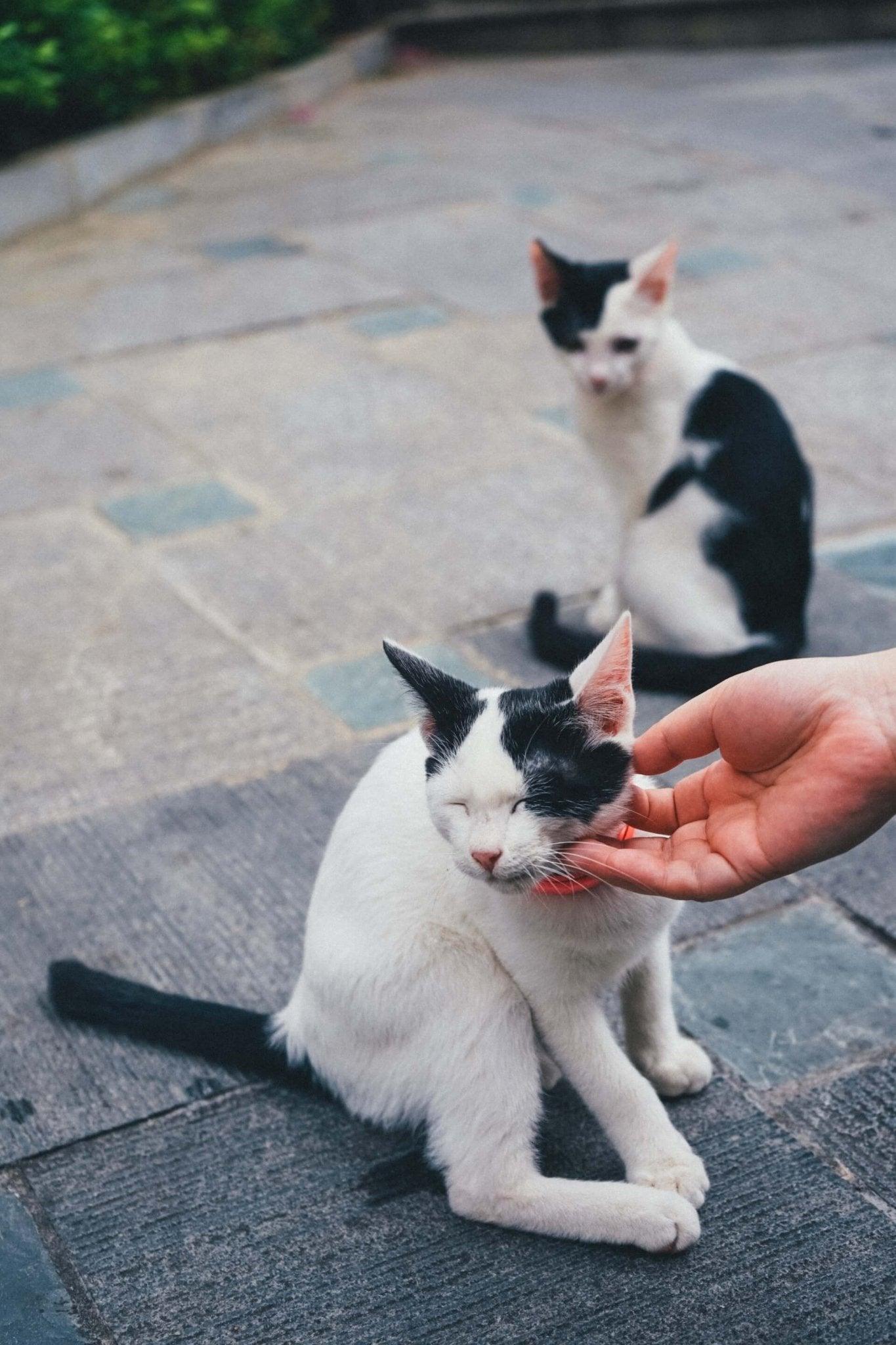 Are Cats Ticklish? Discovering the Secrets of Feline Ticklishness - Dog Hugs Cat