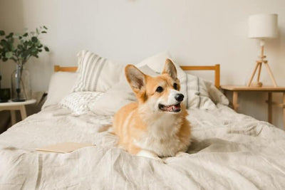 Are Corgis Hypoallergenic? Unleashing the Truth - Dog Hugs Cat