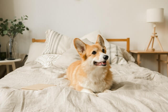 Are Corgis Hypoallergenic? Unleashing the Truth - Dog Hugs Cat