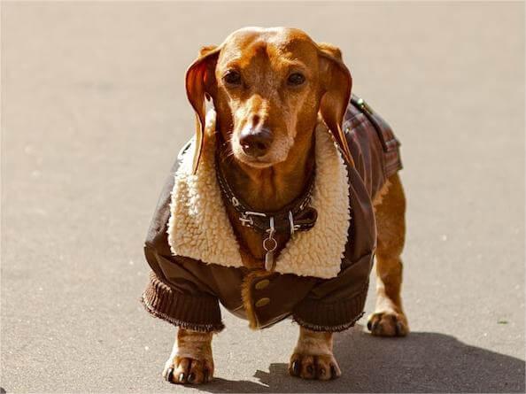 Are Dachshunds Smart? Revealing the Intelligence of Cute Wiener Dogs - Dog Hugs Cat