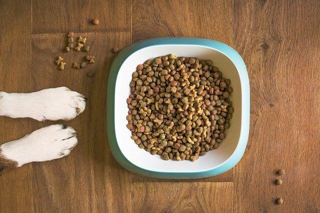 Are Dogs Carnivores? Unraveling the Canine Diet and Nutritional Needs - Dog Hugs Cat