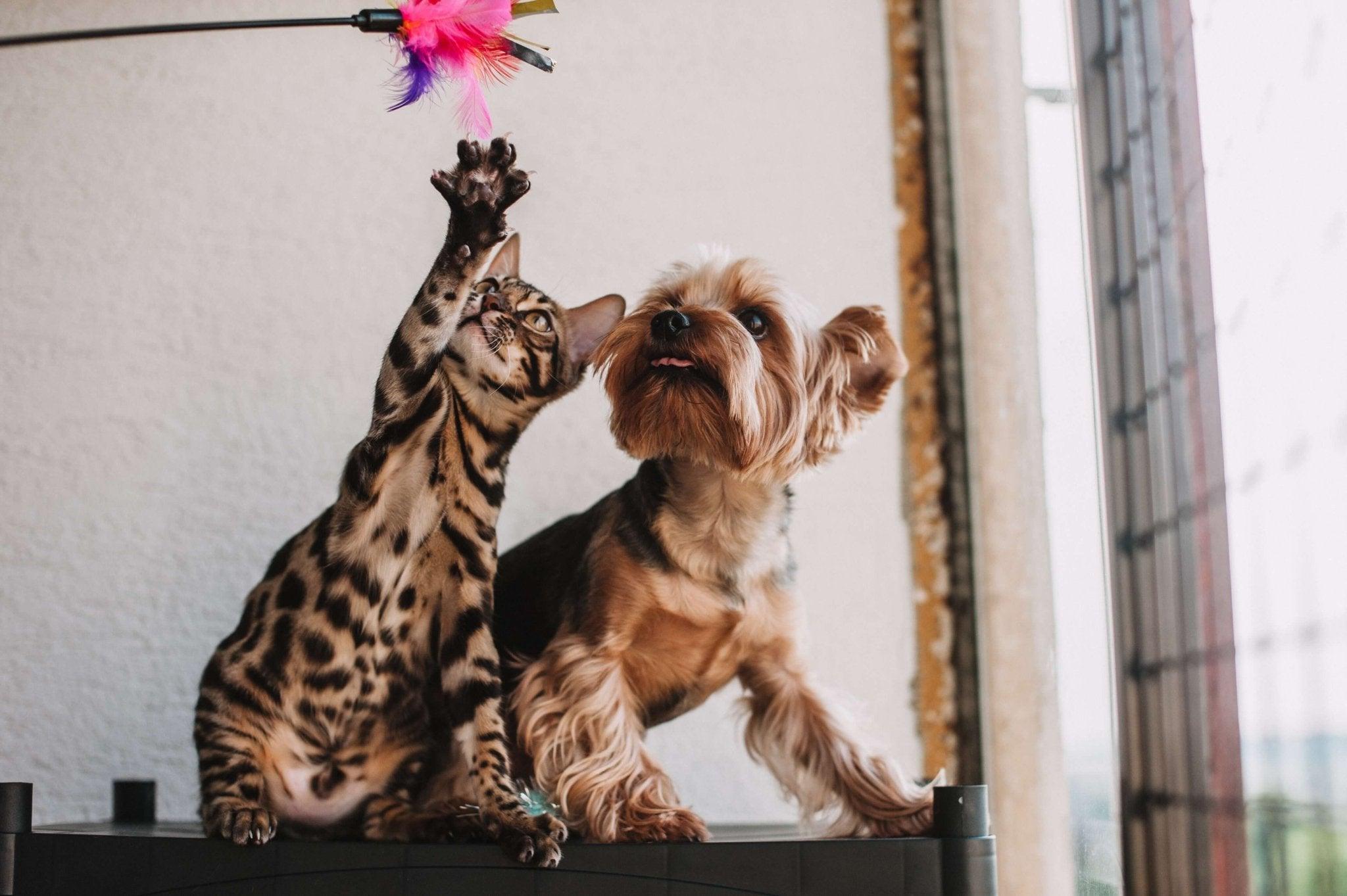 Are Dogs Smarter Than Cats? The Debate Over Pet Intelligence - Dog Hugs Cat