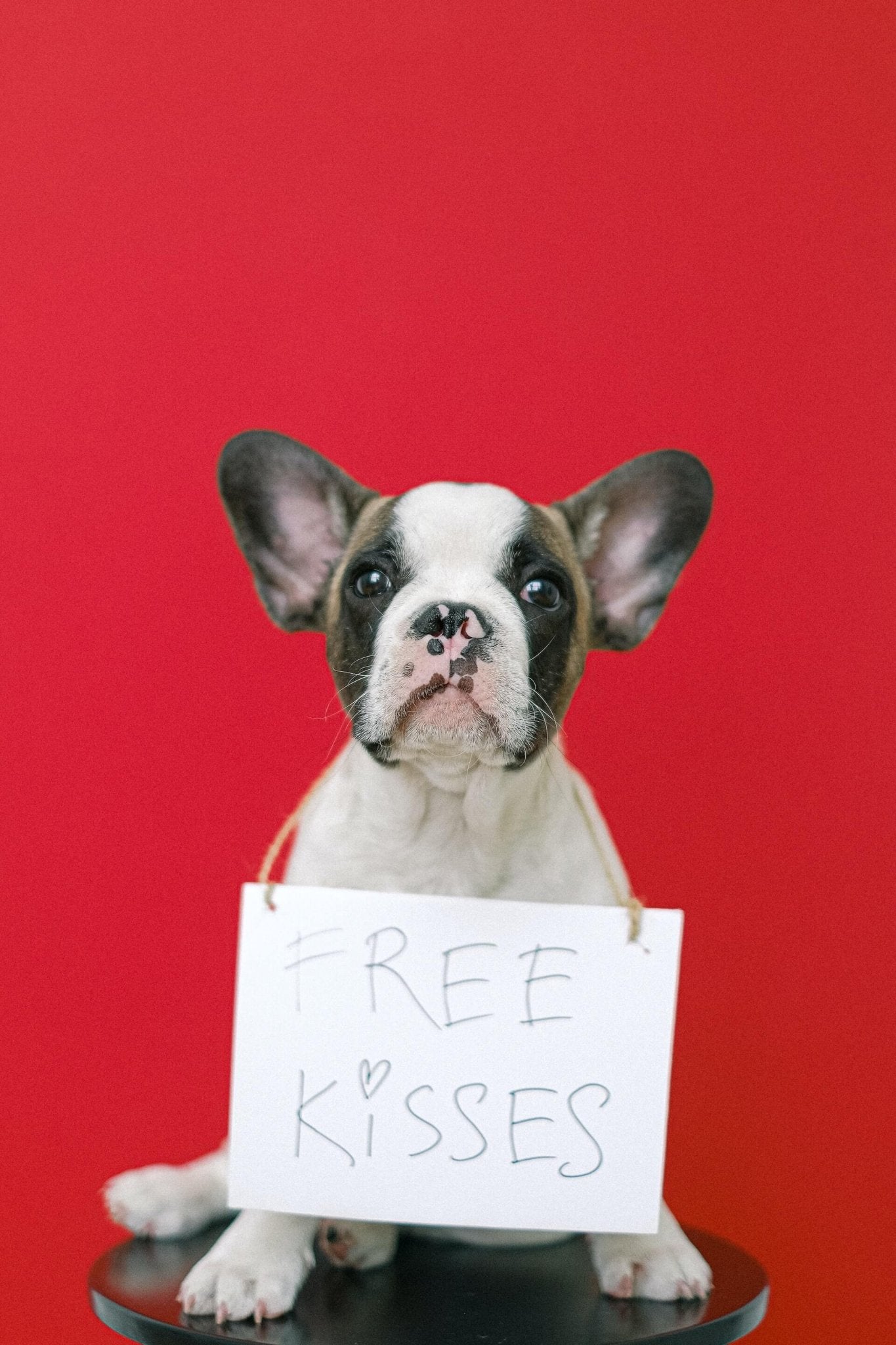 Are French Bulldogs Hypoallergenic: The Frenchie Secrets - Dog Hugs Cat