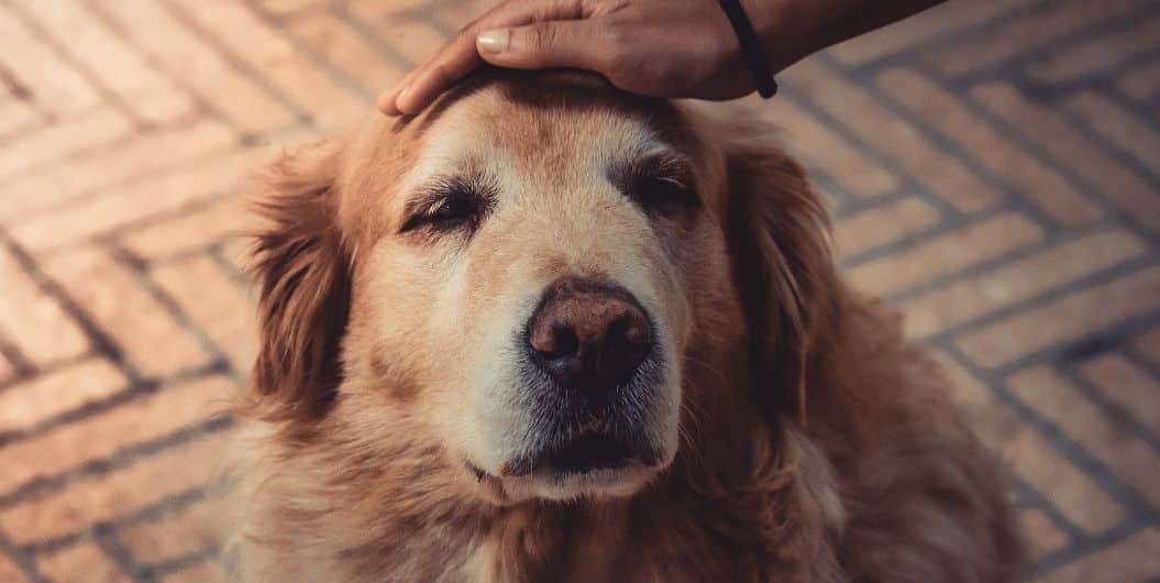 Are Golden Retrievers Hypoallergenic? A Guide for Potential Owners - Dog Hugs Cat