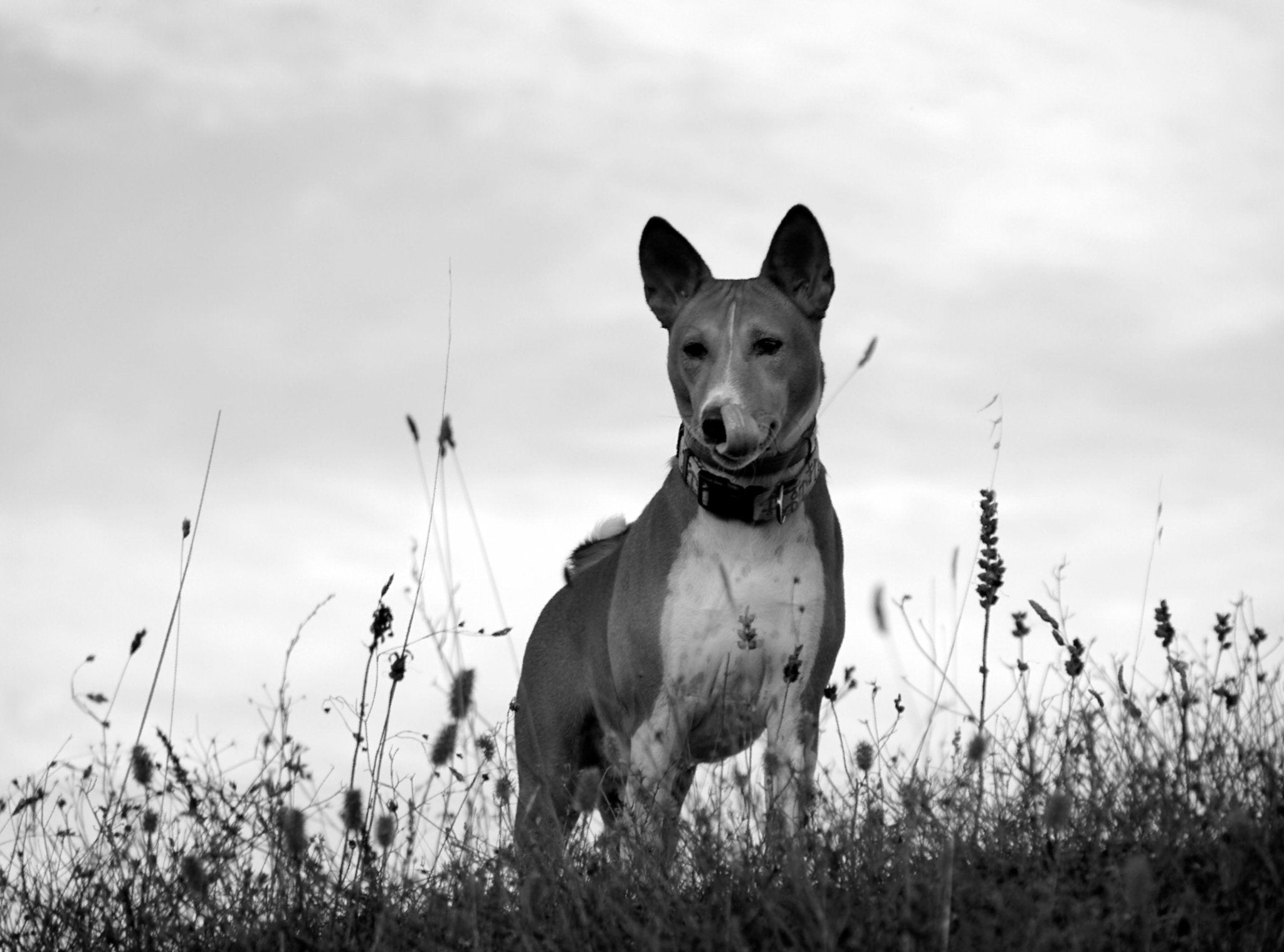 Basenjis: The Unique Traits and Care Guide for This Breed - Dog Hugs Cat