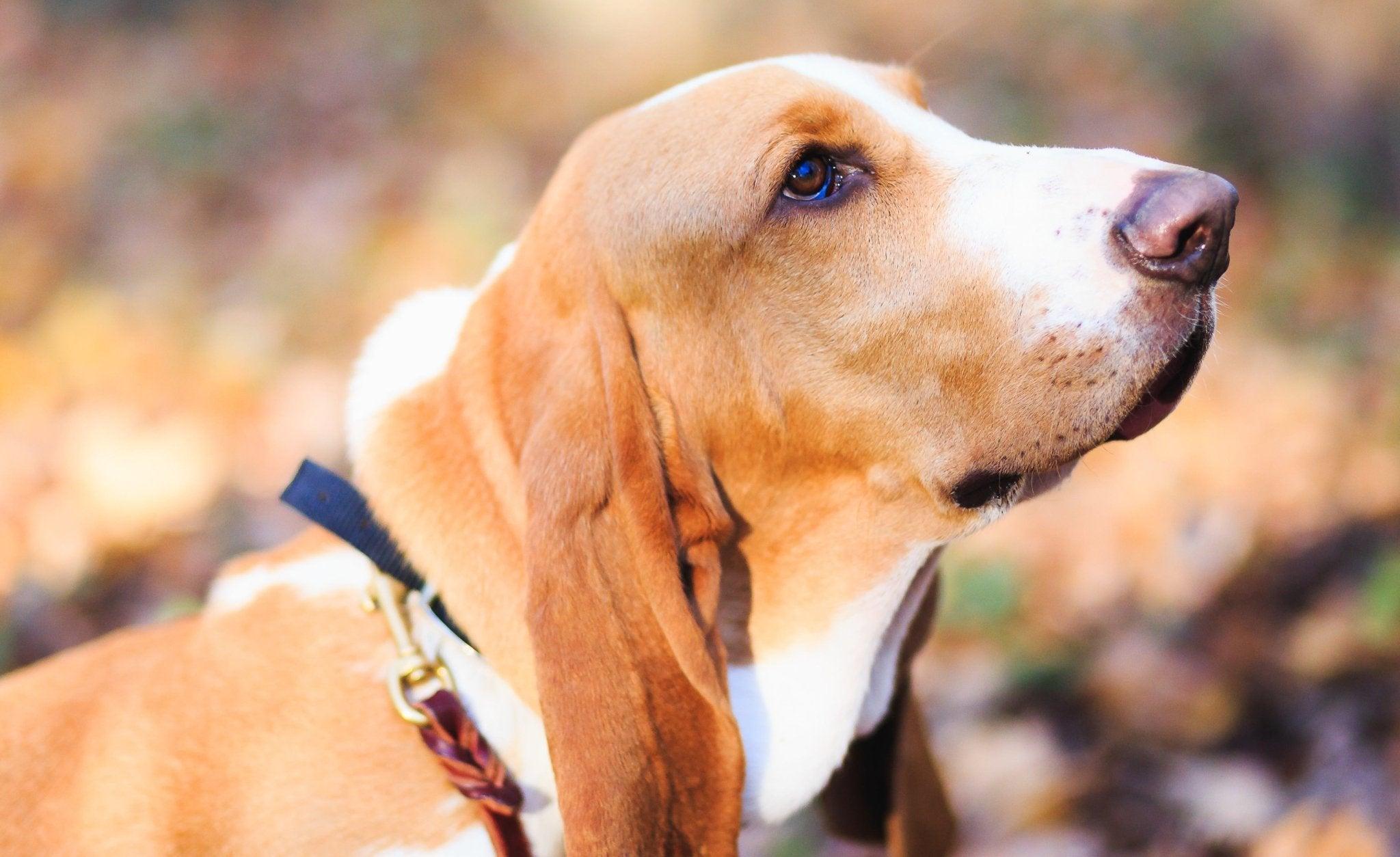 Basset Hounds: The Ultimate Guide to Everything You Need to Know - Dog Hugs Cat