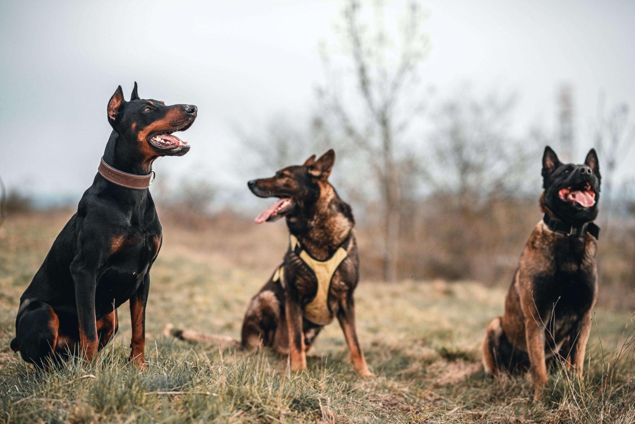 Belgian Malinois: A Guide to This Versatile and Intelligent Dog Breed - Dog Hugs Cat