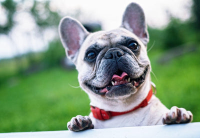 Best 3 French Bulldog Clothes: Stylish Picks for Your Pup - Dog Hugs Cat