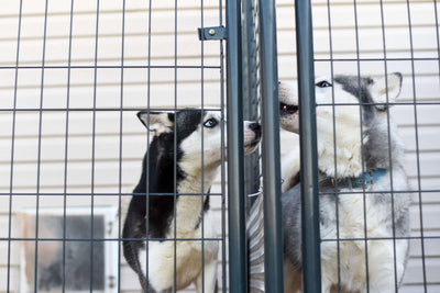 Best 8 Large Dog Cages: Top Picks for Spacious & Durable Enclosures - Dog Hugs Cat