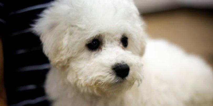 Bichon Frise: The Ultimate Guide to Caring for this Adorable Breed - Dog Hugs Cat