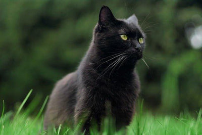Black Cats: Unveiling the Mystique, History, and Truth Behind Myth - Dog Hugs Cat