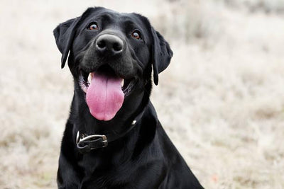 Black Labs: The Ultimate Guide to Their History, Care, and Traits - Dog Hugs Cat