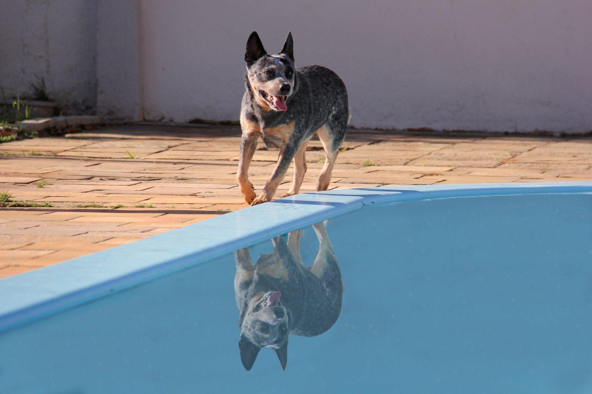 Blue Heelers: The Ultimate Guide to Understanding & Loving This Breed - Dog Hugs Cat