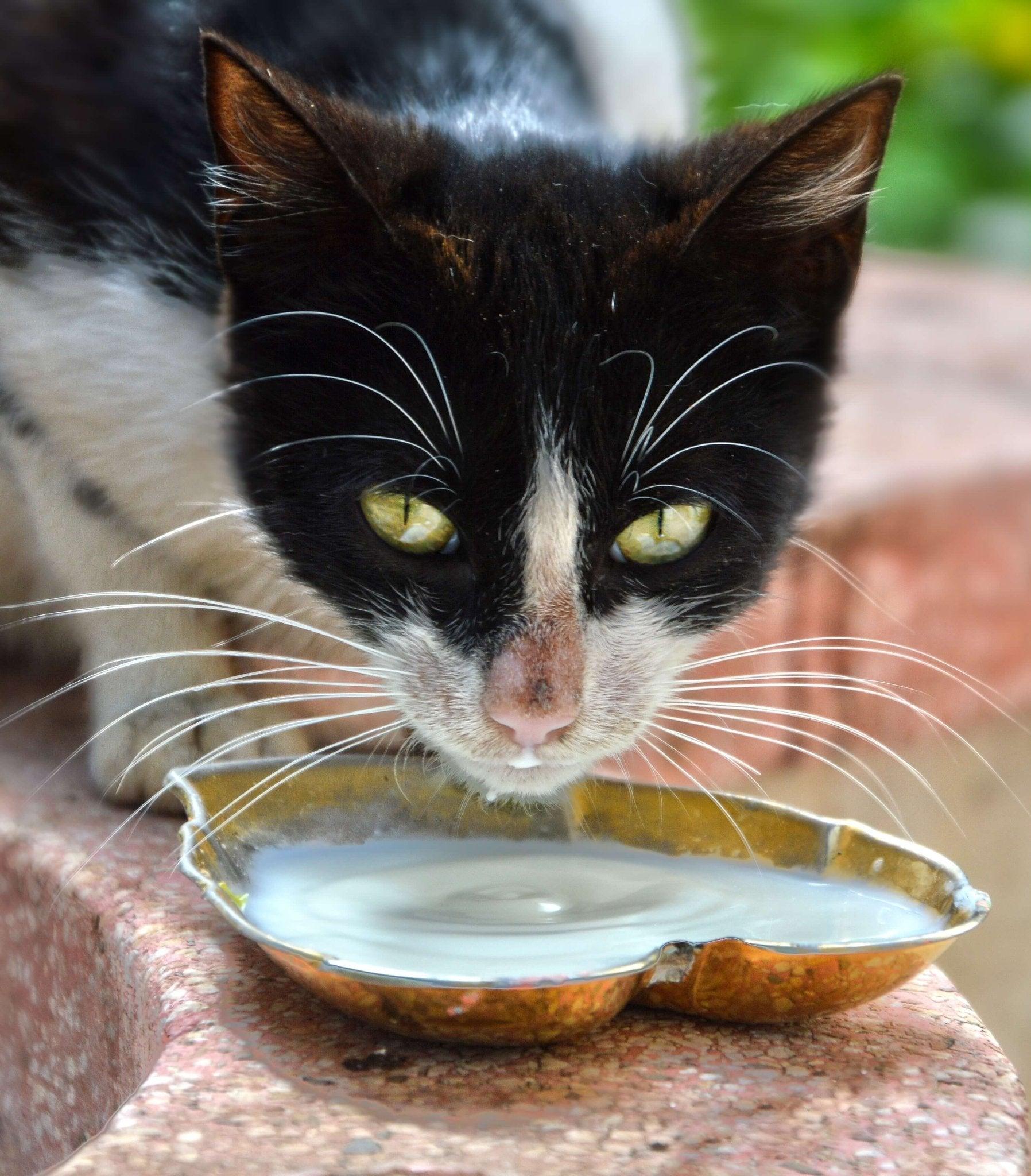 Can Cats Drink Milk? Debunking the Myth and Revealing the Facts - Dog Hugs Cat