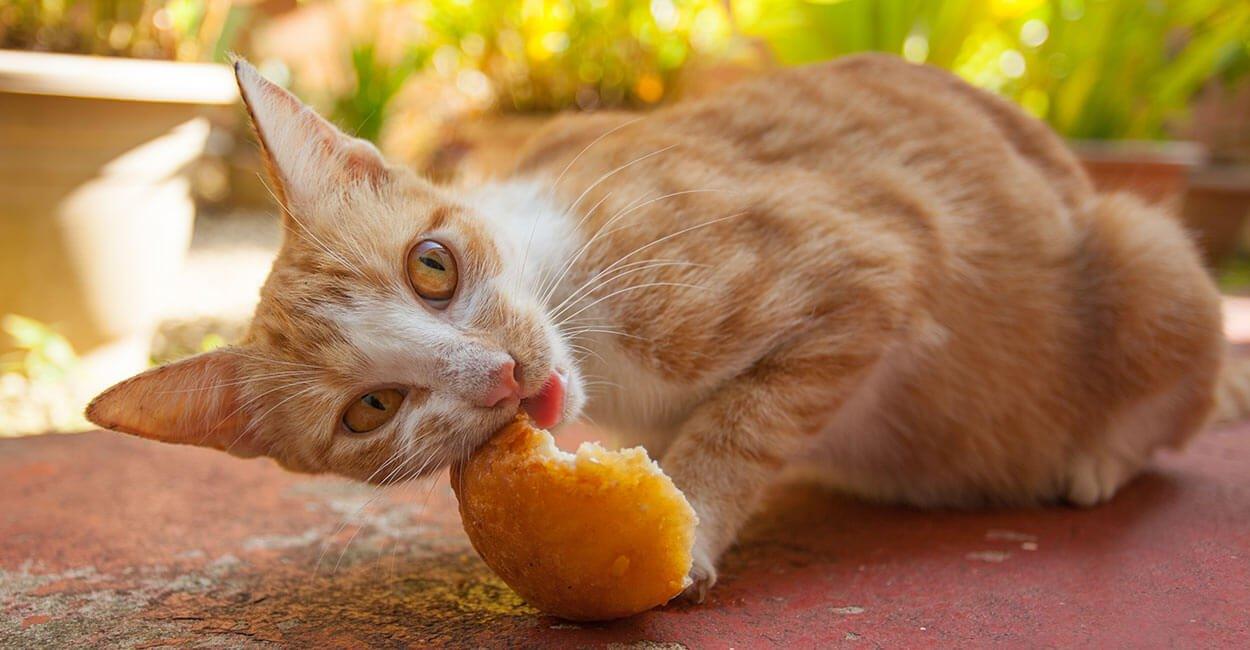 Can Cats Eat Bread? A Comprehensive Guide - Dog Hugs Cat