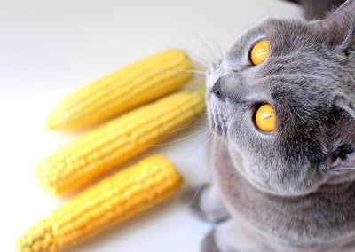 Can Cats Eat Corn? Exploring the Safety and Benefits for Felines - Dog Hugs Cat