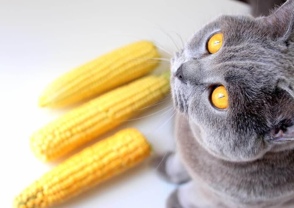 Can Cats Eat Corn? Exploring the Safety and Benefits for Felines - Dog Hugs Cat