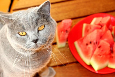 Can Cats Eat Watermelon? Exploring the Benefits and Risks - Dog Hugs Cat