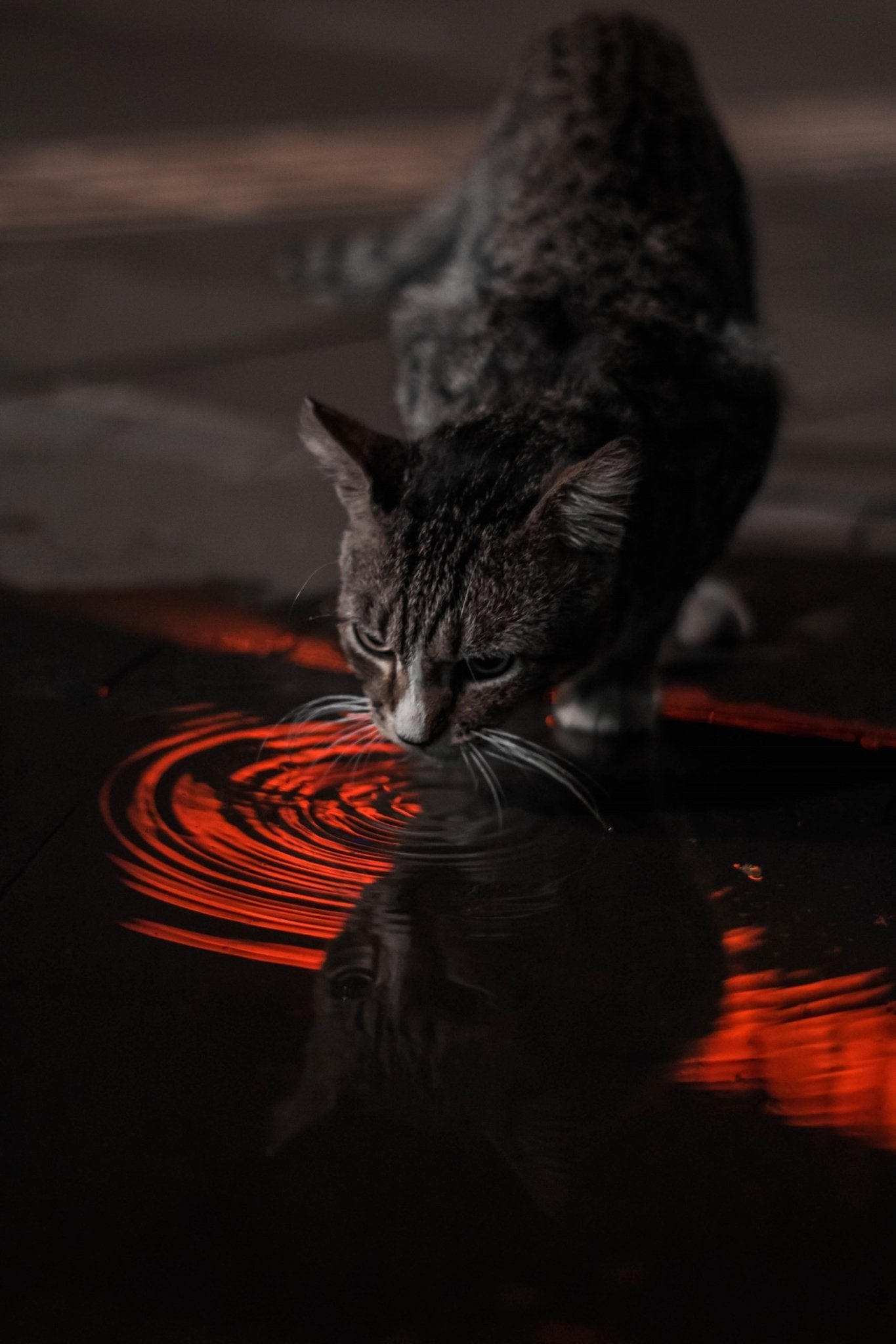 Can Cats See in the Dark? Understanding Feline Night Vision - Dog Hugs Cat