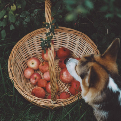 Can Dogs Eat Apples? A Vet's Guide to Safe Canine Nutrition - Dog Hugs Cat