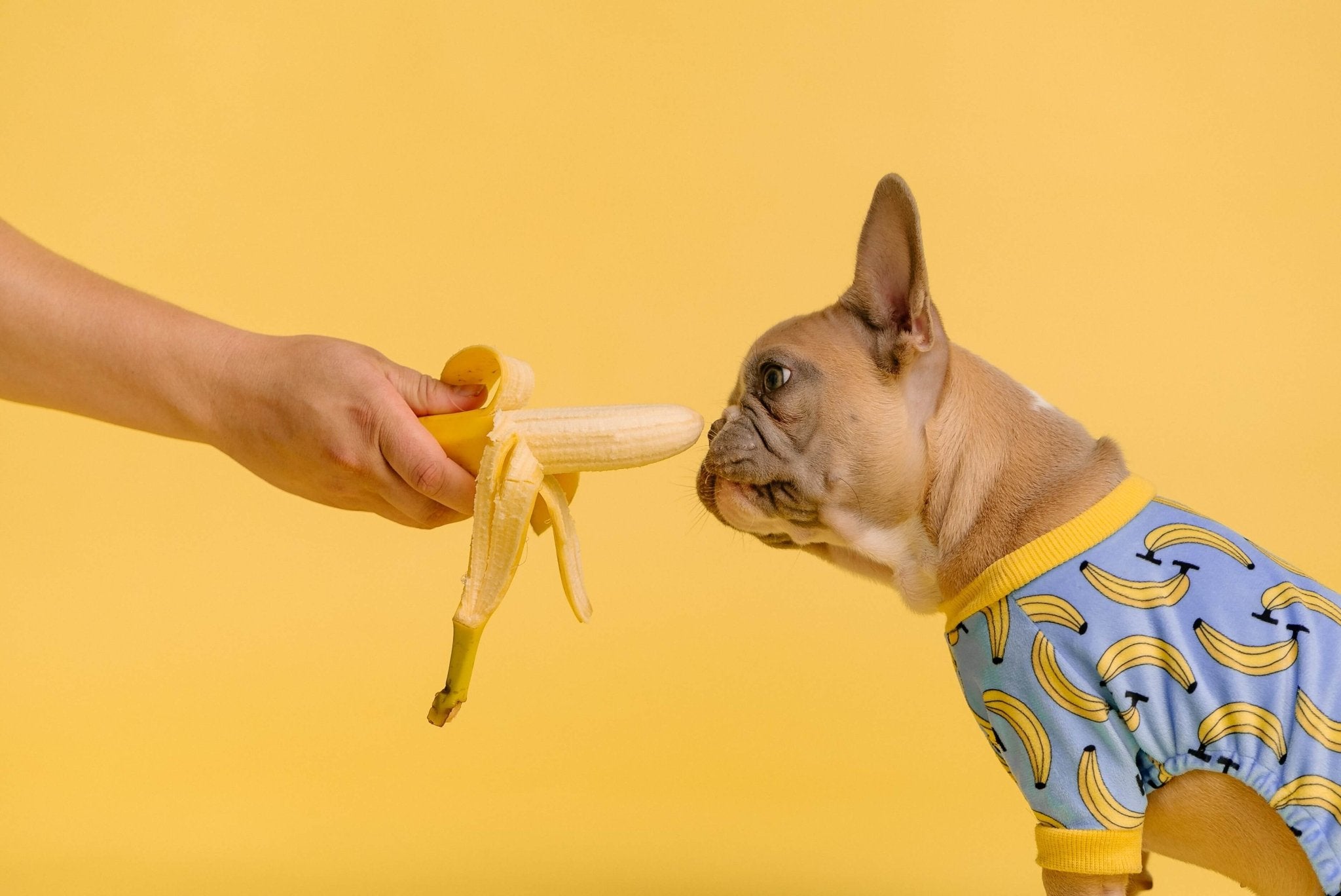 Can Dogs Eat Bananas? Exploring the Benefits and Risks - Dog Hugs Cat