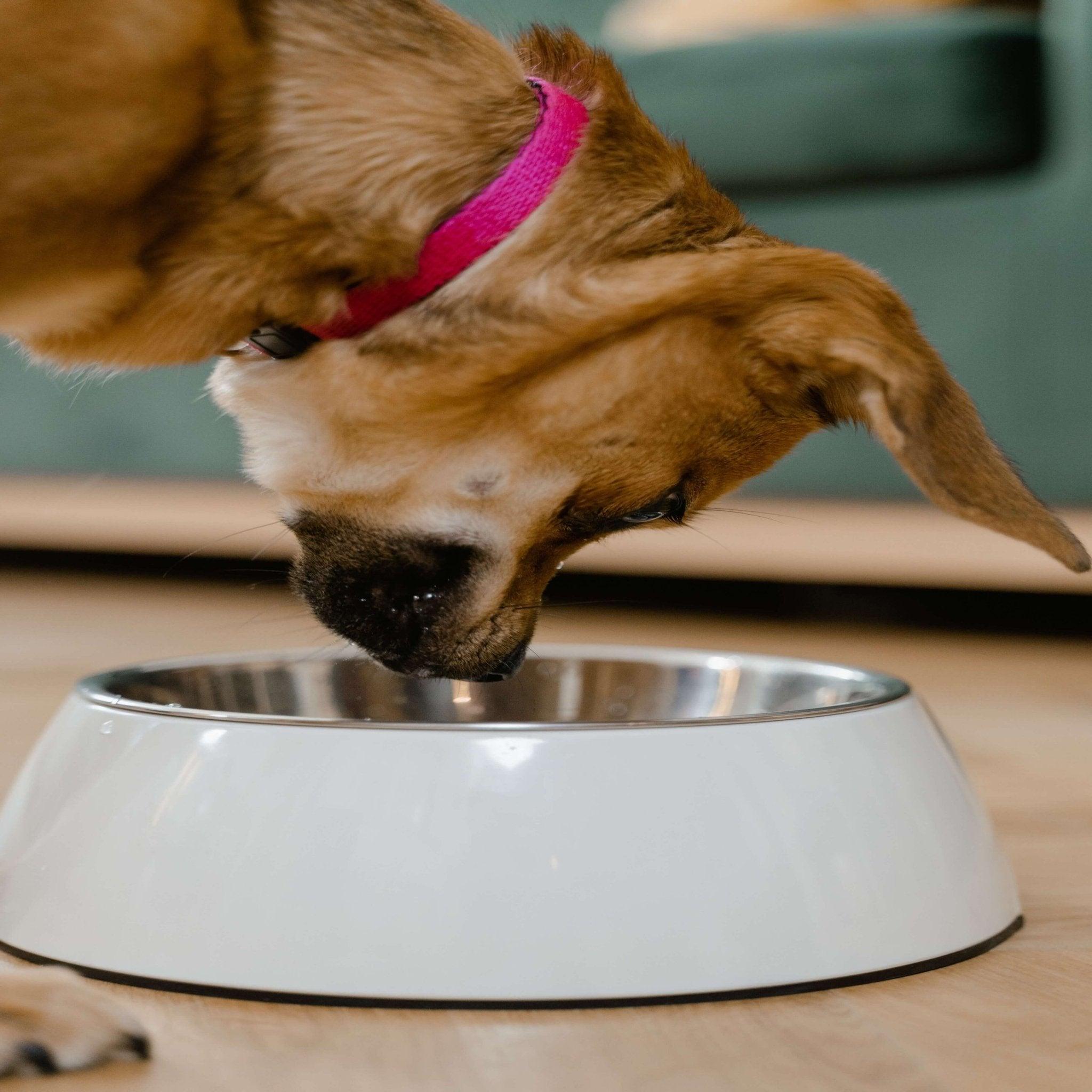 Can Dogs Eat Cinnamon? Health Benefits And Side Effects - Dog Hugs Cat