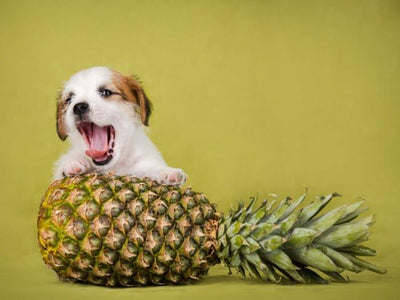Can Dogs Eat Pineapple? Exploring the Safety and Benefits - Dog Hugs Cat