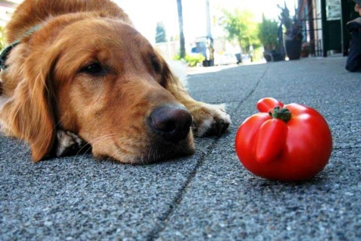 Can Dogs Eat Tomatoes? Understanding the Risks and Benefits - Dog Hugs Cat