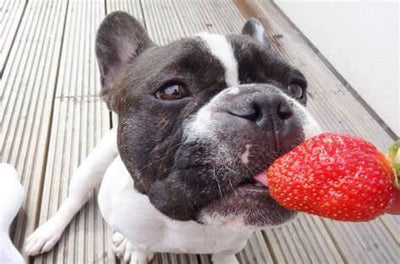 Can Dogs Have Strawberries? Exploring the Safety and Benefits - Dog Hugs Cat