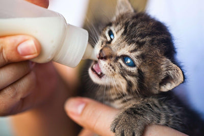 Can Kittens Drink Milk? Exploring the Facts and Myths - Dog Hugs Cat