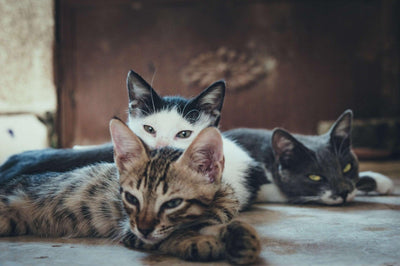 Can Kittens Have Catnip? Exploring the Safety for Young Feline Friends - Dog Hugs Cat