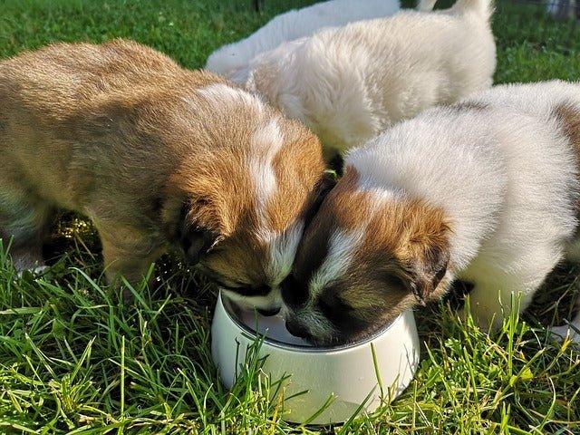 Can Puppies Eat Adult Dog Food: A Comprehensive Guide - Dog Hugs Cat