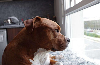 Cane Corso: The Magnificent Protector of Your Home and Heart - Dog Hugs Cat