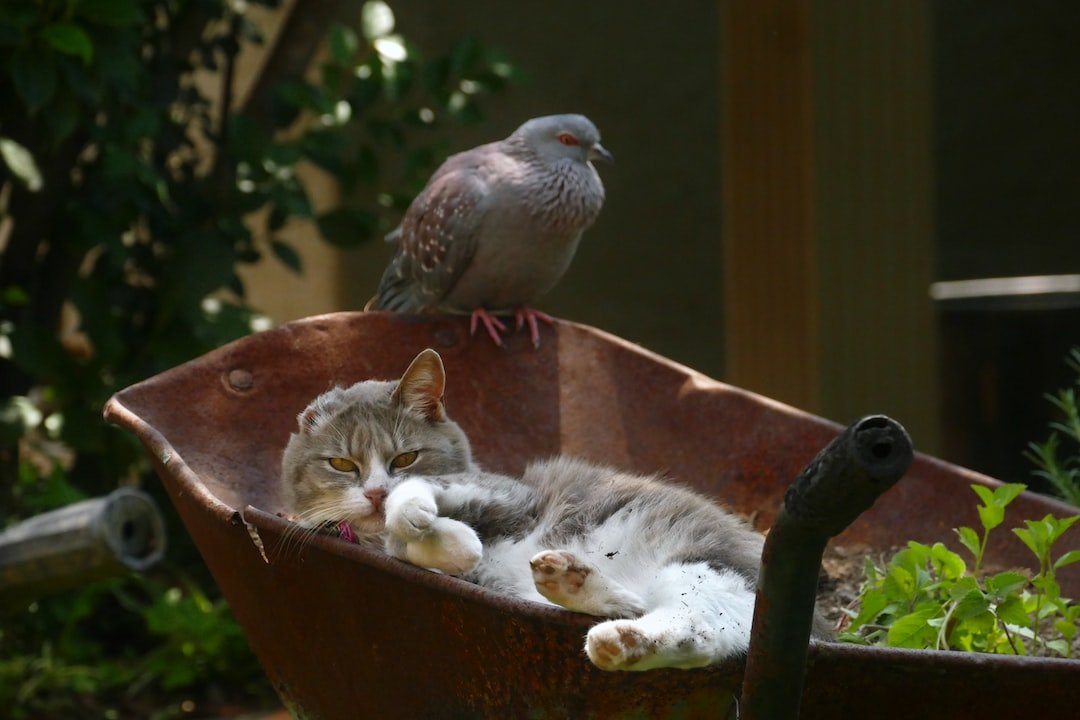 Cat-Proofing Your Garden: Creating a Safe Outdoor Space for Your Feline Friend - Dog Hugs Cat