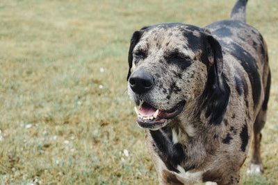 Catahoulas: A Comprehensive Guide to History, Traits, and More - Dog Hugs Cat